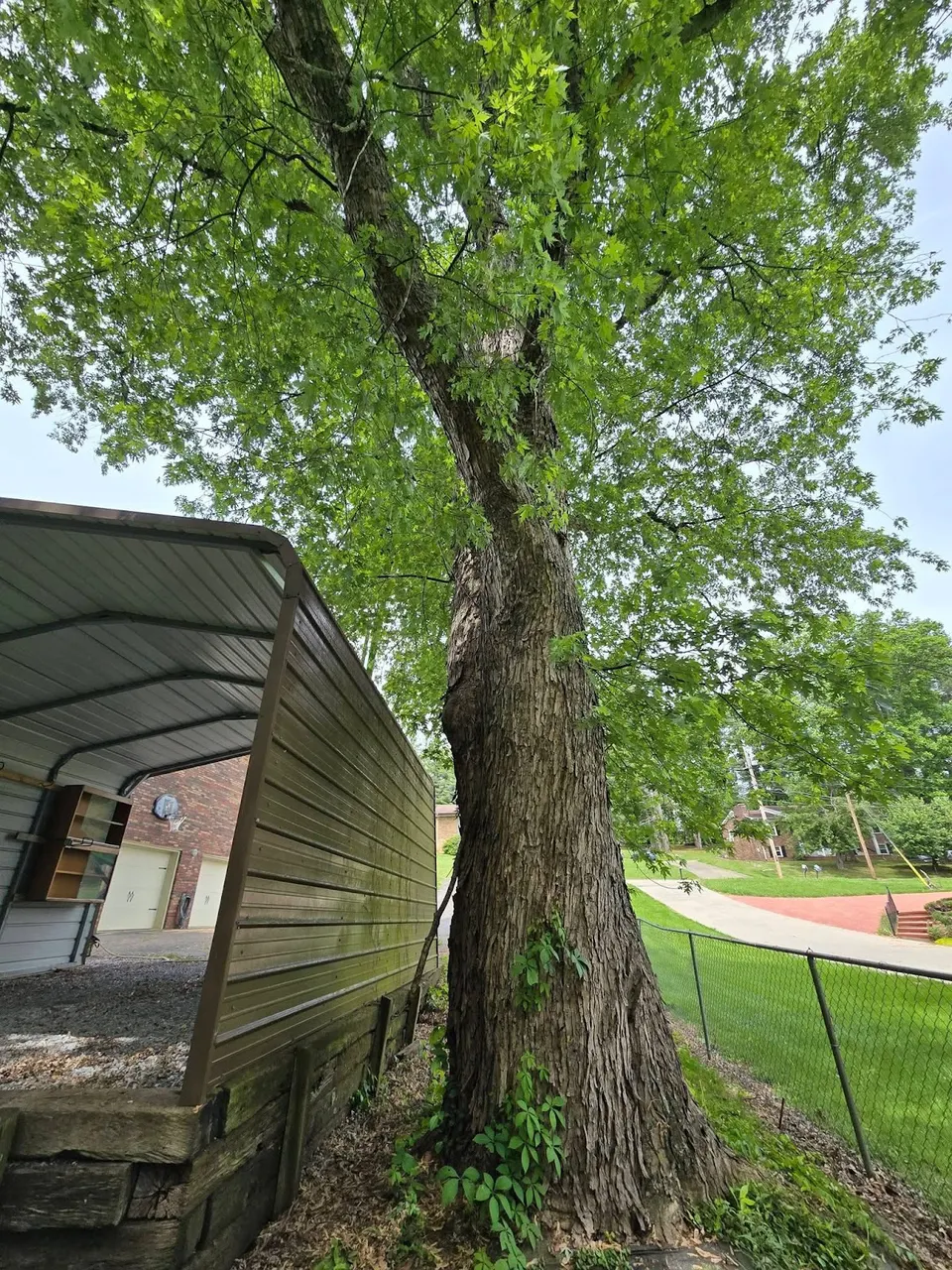 Tree removal job site — overgrown trees on residential property